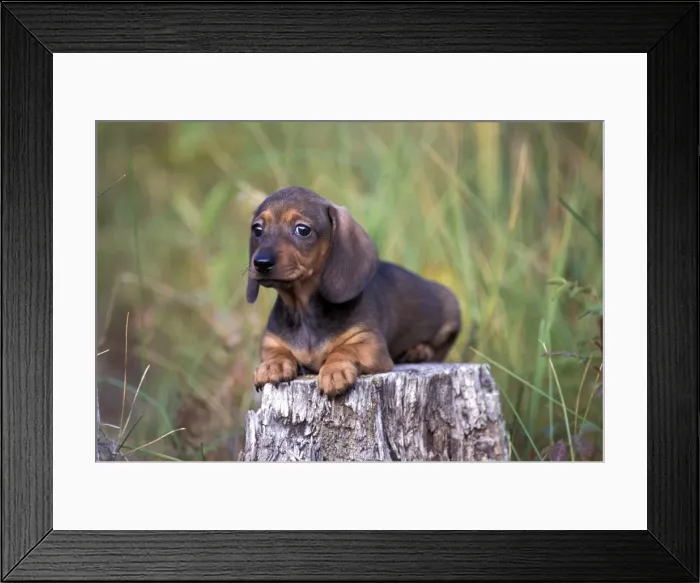 Framed Print : Picture No. 10859026 Framed Print : Picture No. 10859026