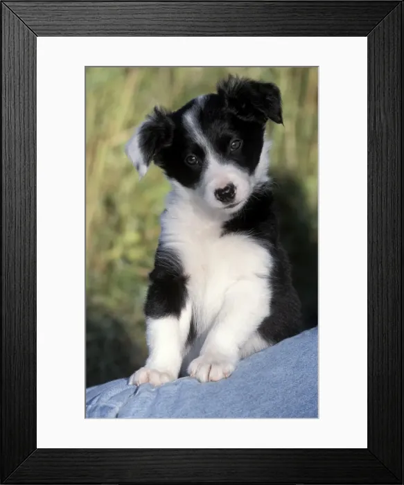 Framed Print : Picture No. 10859024 Framed Print : Picture No. 10859024