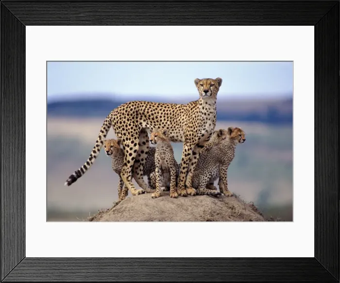 Framed Print : Picture No. 10859030