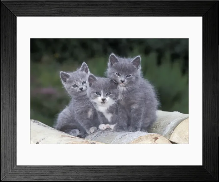 Framed Print : Picture No. 10859032 Framed Print : Picture No. 10859032