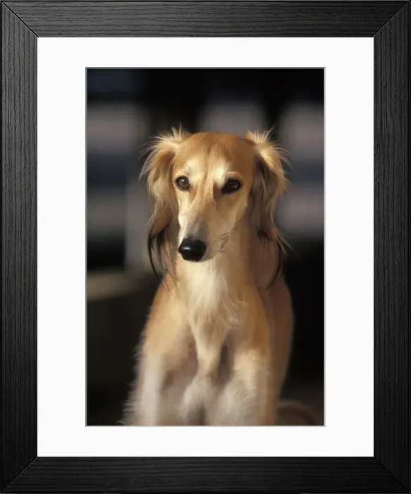 Framed Print : Picture No. 10859034 Framed Print : Picture No. 10859034