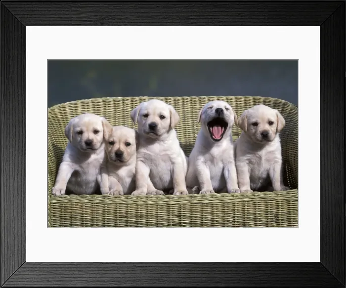 Framed Print : Picture No. 10859031