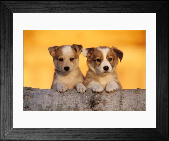 Framed Print : Picture No. 10859033 Framed Print : Picture No. 10859033