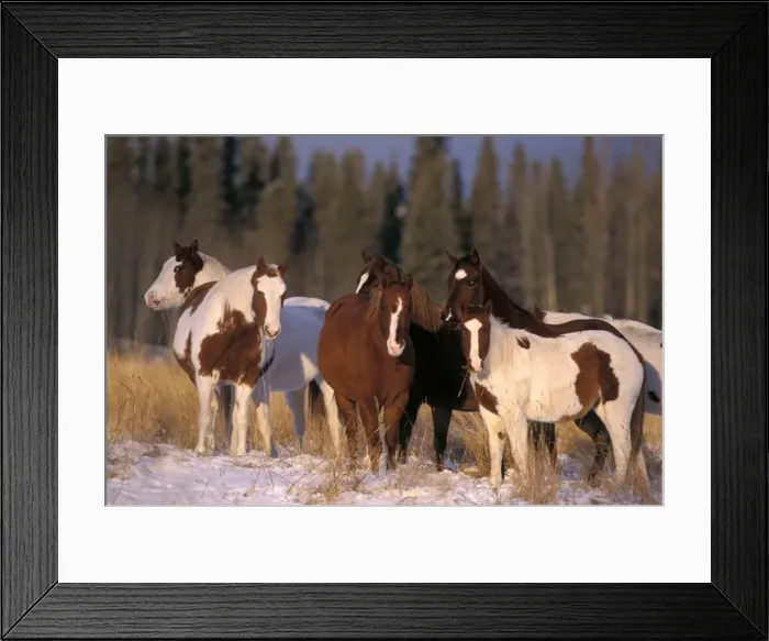 Framed Print : Picture No. 10859037 Framed Print : Picture No. 10859037