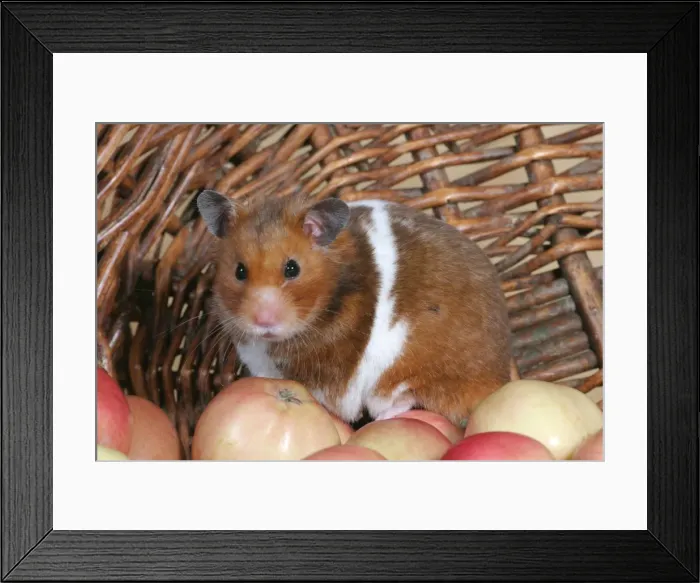 Framed Print : Picture No. 10859038 Framed Print : Picture No. 10859038