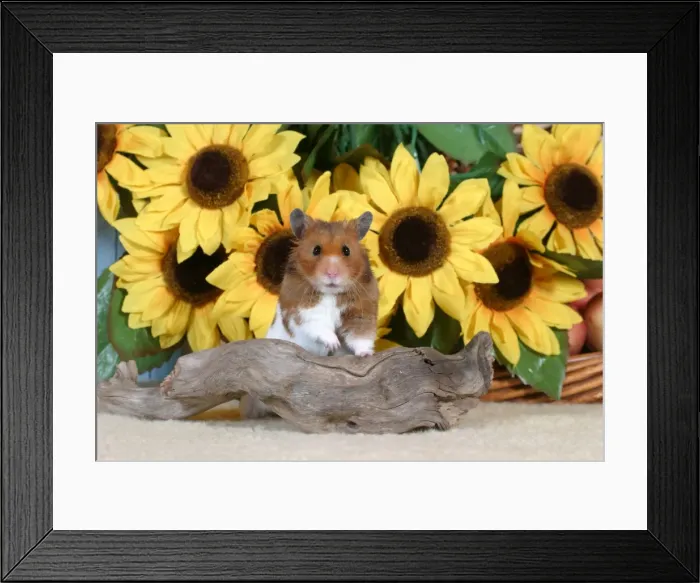 Framed Print : Picture No. 10859039 Framed Print : Picture No. 10859039