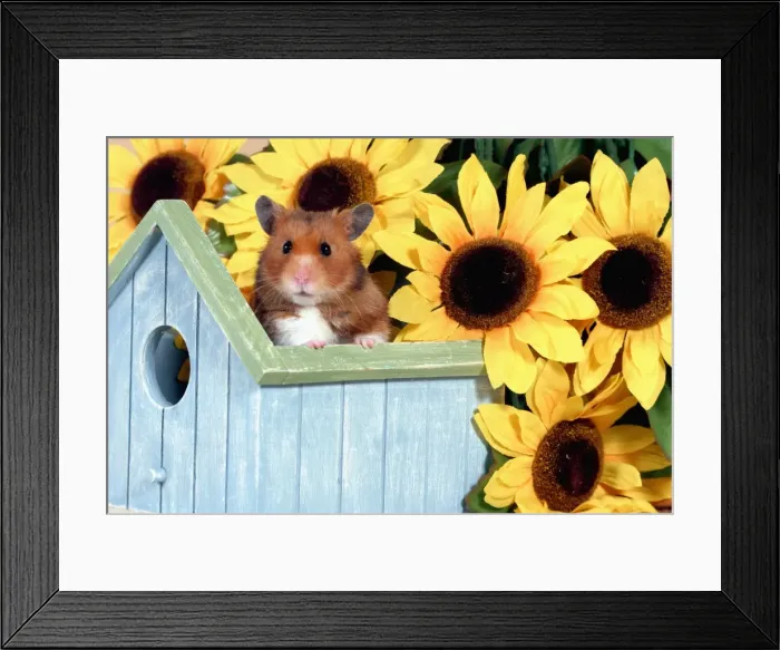 Framed Print : Picture No. 10859040 Framed Print : Picture No. 10859040