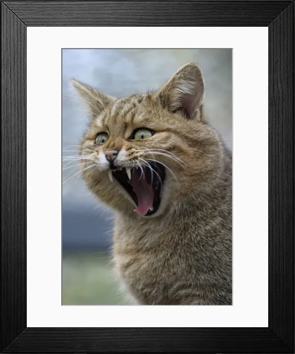 Framed Print : Picture No. 10859043 Framed Print : Picture No. 10859043