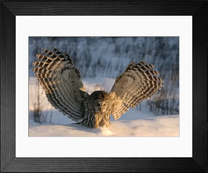 Framed Print : Picture No. 10859201 Framed Print : Picture No. 10859201
