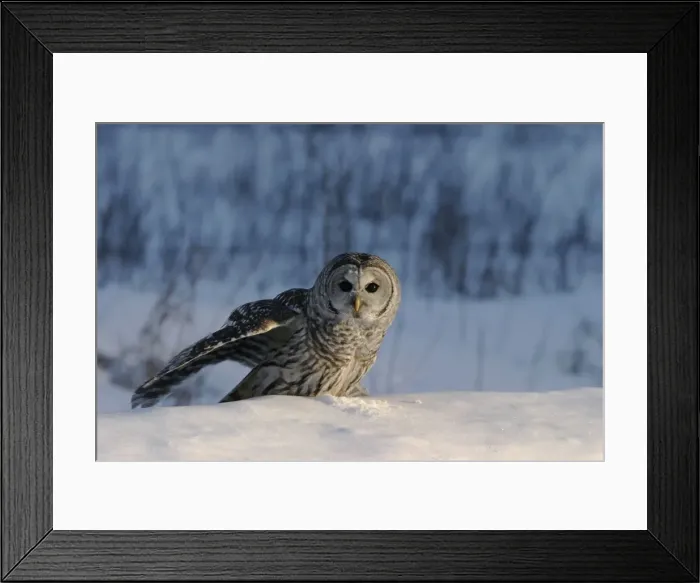 Framed Print : Picture No. 10859200 Framed Print : Picture No. 10859200