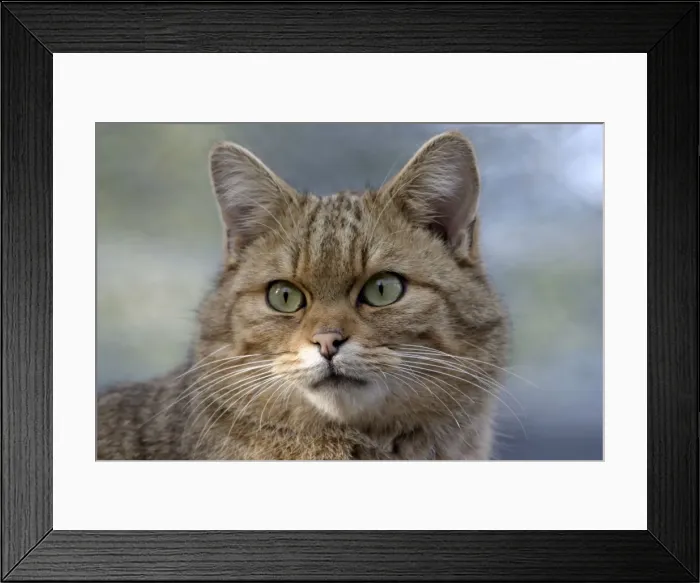 Framed Print : Picture No. 10859042