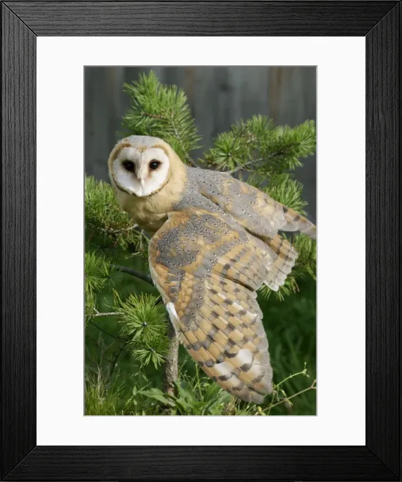 Framed Print : Picture No. 10859045 Framed Print : Picture No. 10859045