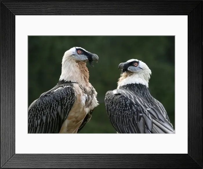 Framed Print : Picture No. 10859041