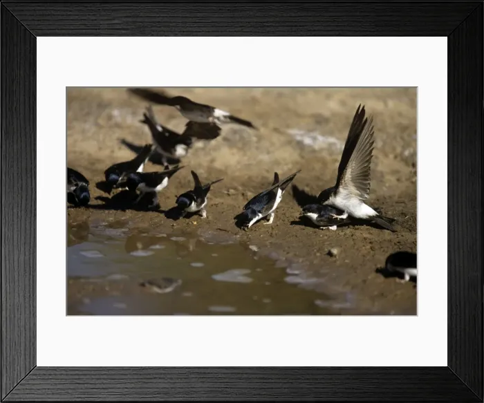 Framed Print : Picture No. 10859050 Framed Print : Picture No. 10859050