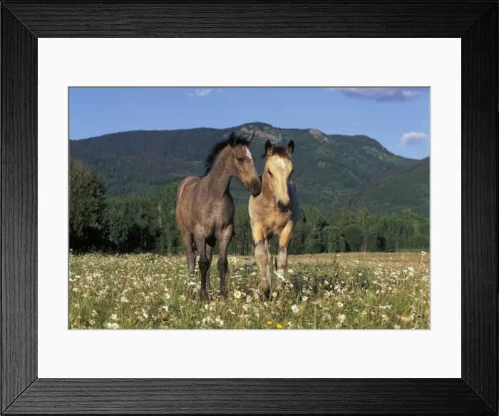 Framed Print : Picture No. 10859064 Framed Print : Picture No. 10859064