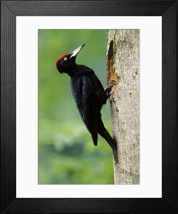 Framed Print : Picture No. 10859049 Framed Print : Picture No. 10859049