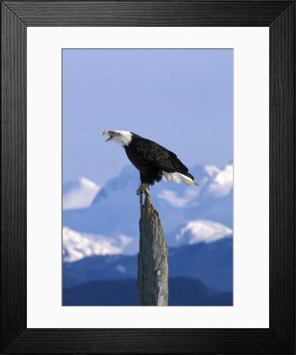 Framed Print : Picture No. 10859061 Framed Print : Picture No. 10859061