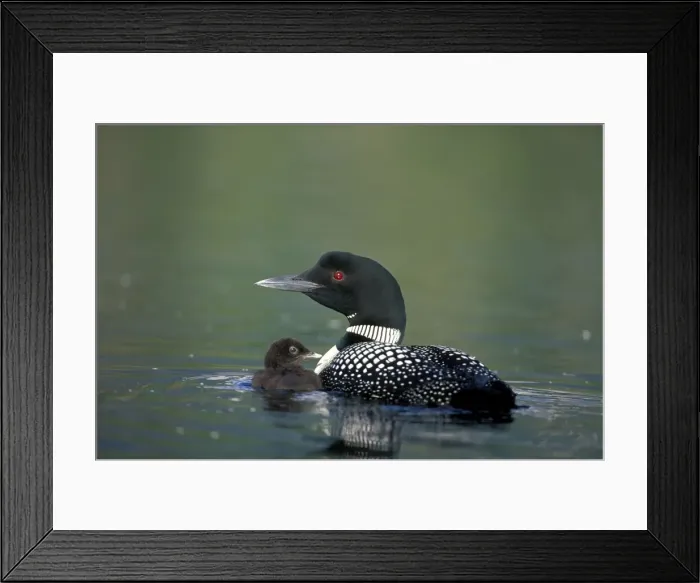 Framed Print : Picture No. 10859068 Framed Print : Picture No. 10859068