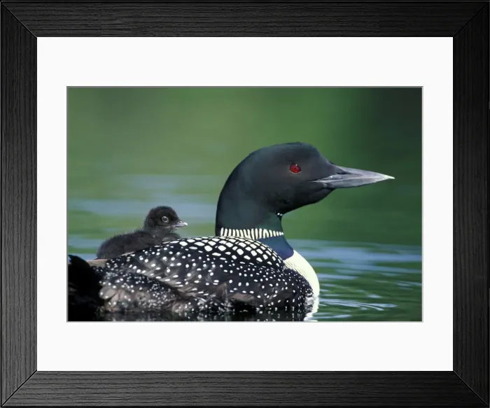 Framed Print : Picture No. 10859066 Framed Print : Picture No. 10859066