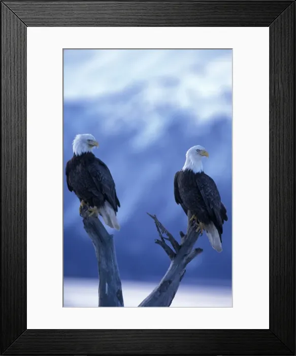 Framed Print : Picture No. 10859067 Framed Print : Picture No. 10859067