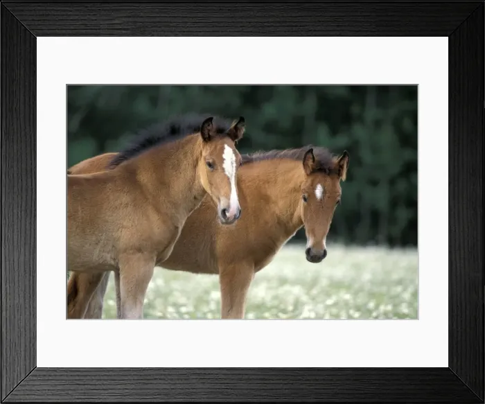 Framed Print : Picture No. 10859065 Framed Print : Picture No. 10859065