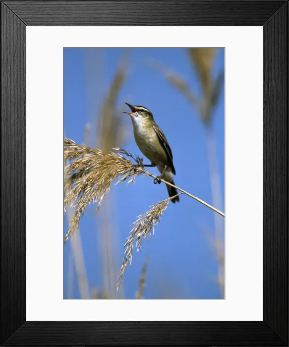 Framed Print : Picture No. 10859051 Framed Print : Picture No. 10859051