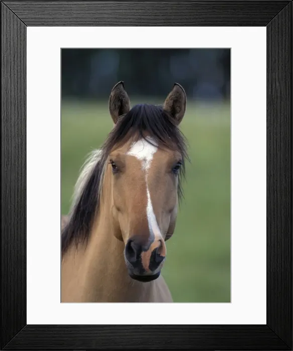 Framed Print : Picture No. 10859069