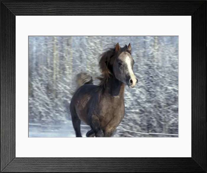 Framed Print : Picture No. 10859073 Framed Print : Picture No. 10859073