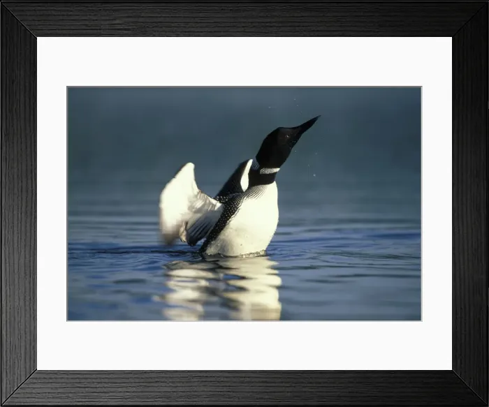 Framed Print : Picture No. 10859070 Framed Print : Picture No. 10859070