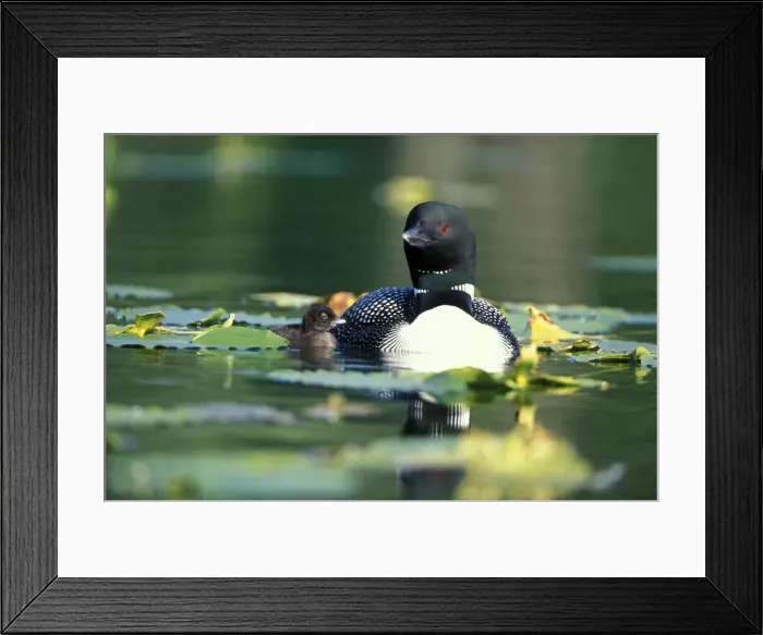 Framed Print : Picture No. 10859071 Framed Print : Picture No. 10859071