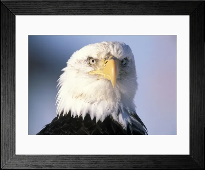 Framed Print : Picture No. 10859077 Framed Print : Picture No. 10859077