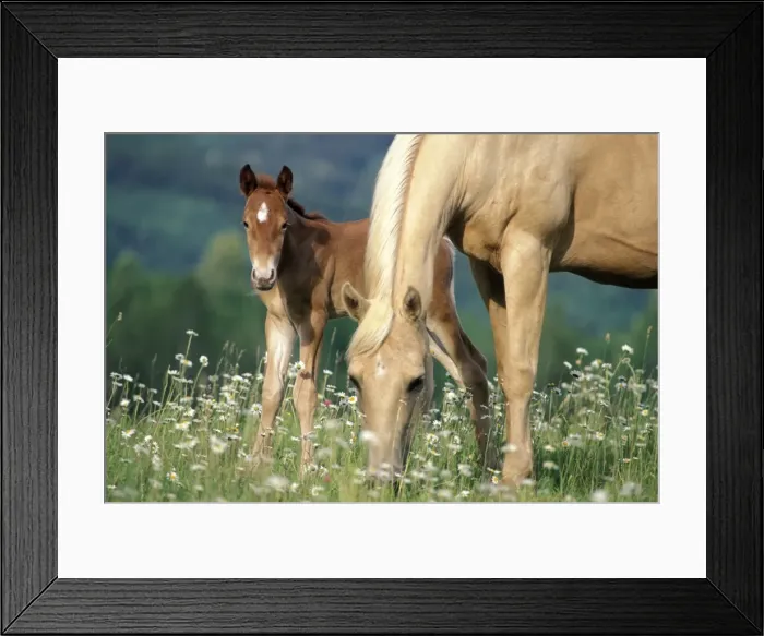Framed Print : Picture No. 10859197 Framed Print : Picture No. 10859197