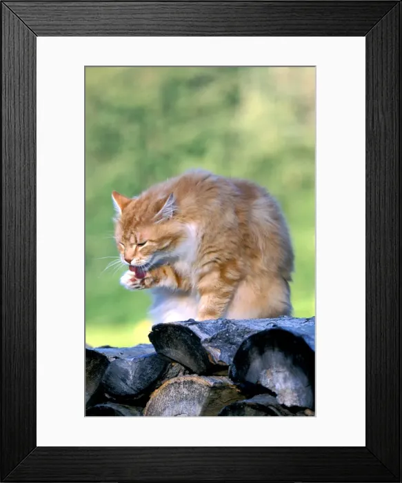 Framed Print : Picture No. 10859199 Framed Print : Picture No. 10859199