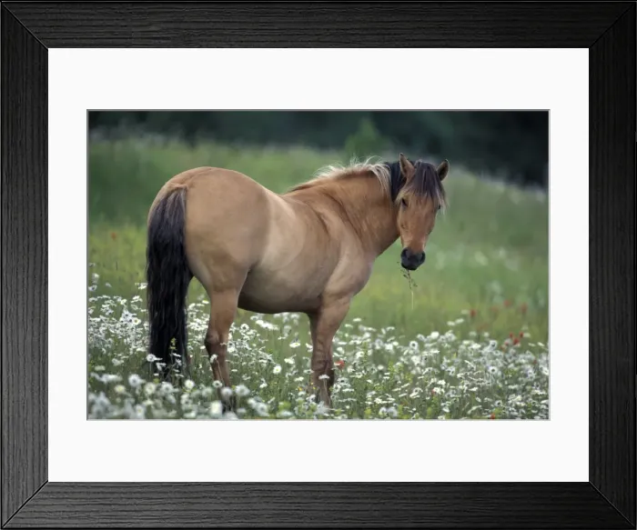 Framed Print : Picture No. 10859198 Framed Print : Picture No. 10859198