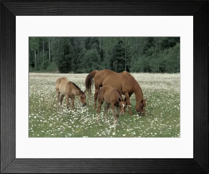 Framed Print : Picture No. 10859079 Framed Print : Picture No. 10859079