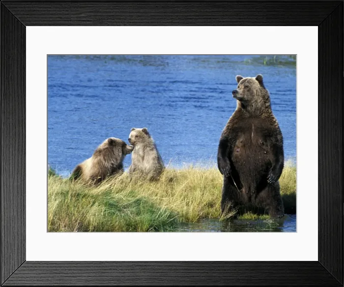 Framed Print : Picture No. 10859212 Framed Print : Picture No. 10859212