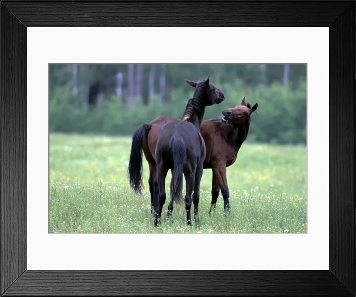 Framed Print : Picture No. 10859209 Framed Print : Picture No. 10859209