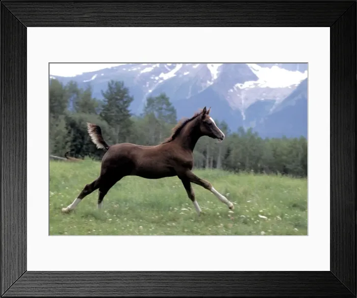 Framed Print : Picture No. 10859213 Framed Print : Picture No. 10859213
