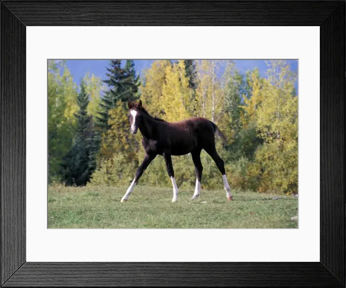 Framed Print : Picture No. 10859214 Framed Print : Picture No. 10859214