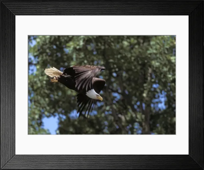 Framed Print : Picture No. 10859216