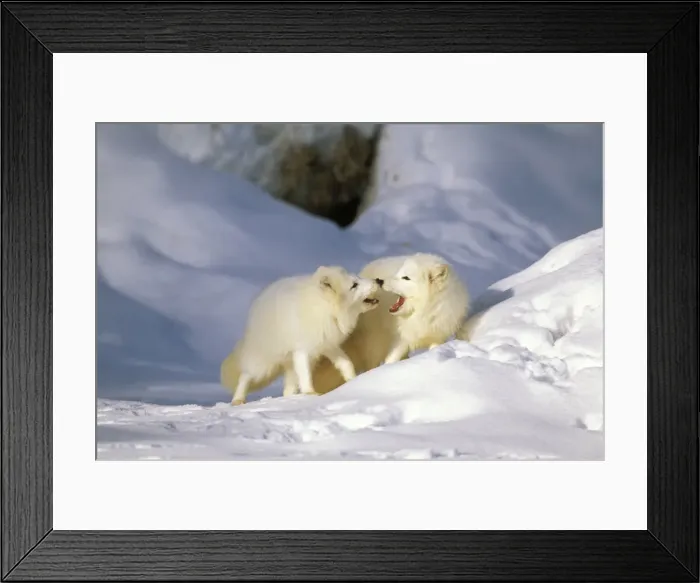 Framed Print : Picture No. 10859219 Framed Print : Picture No. 10859219