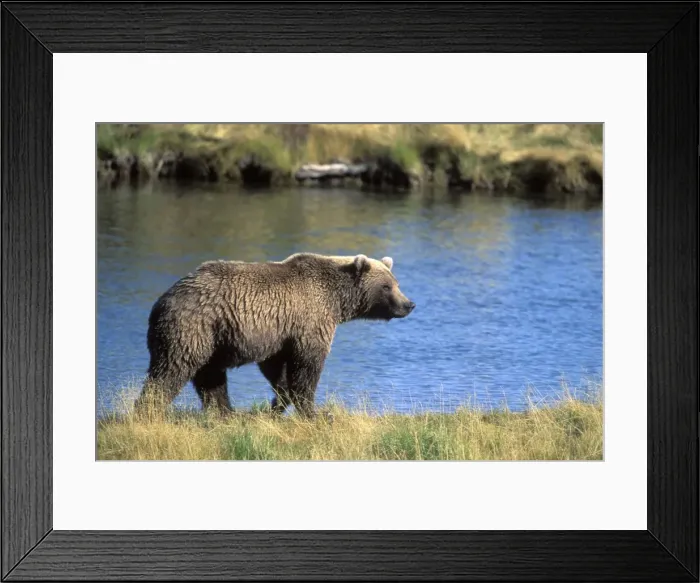 Framed Print : Picture No. 10859215 Framed Print : Picture No. 10859215