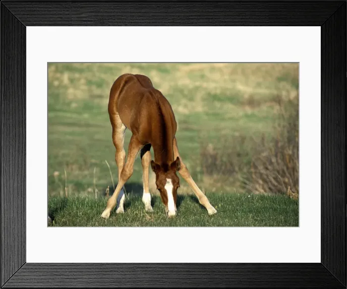 Framed Print : Picture No. 10859221 Framed Print : Picture No. 10859221