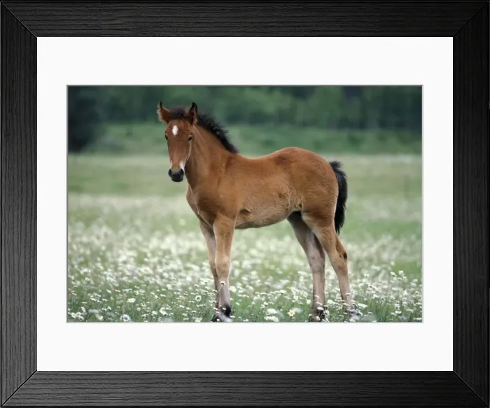 Framed Print : Picture No. 10859220 Framed Print : Picture No. 10859220