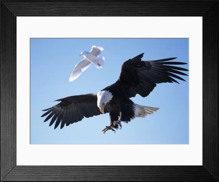 Framed Print : Picture No. 10859223 Framed Print : Picture No. 10859223