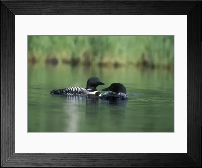 Framed Print : Picture No. 10859217 Framed Print : Picture No. 10859217