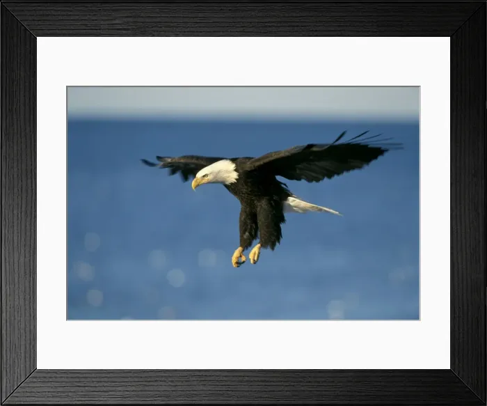 Framed Print : Picture No. 10859227 Framed Print : Picture No. 10859227