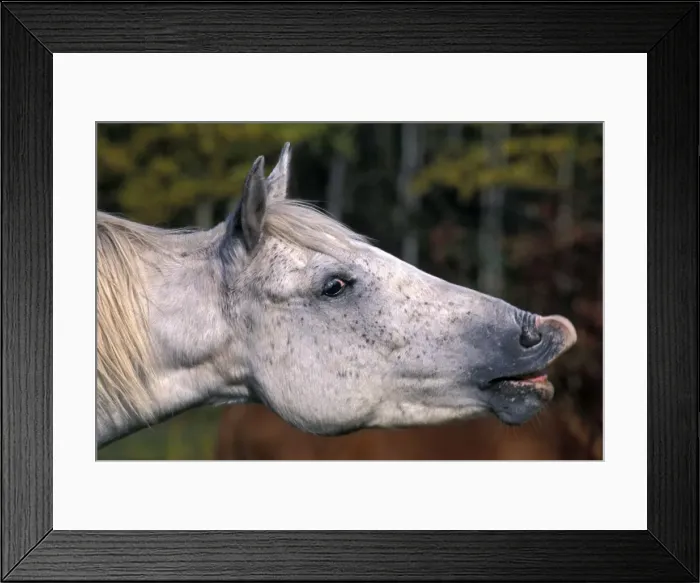 Framed Print : Picture No. 10859230 Framed Print : Picture No. 10859230