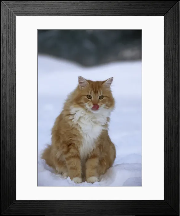 Framed Print : Picture No. 10859231 Framed Print : Picture No. 10859231