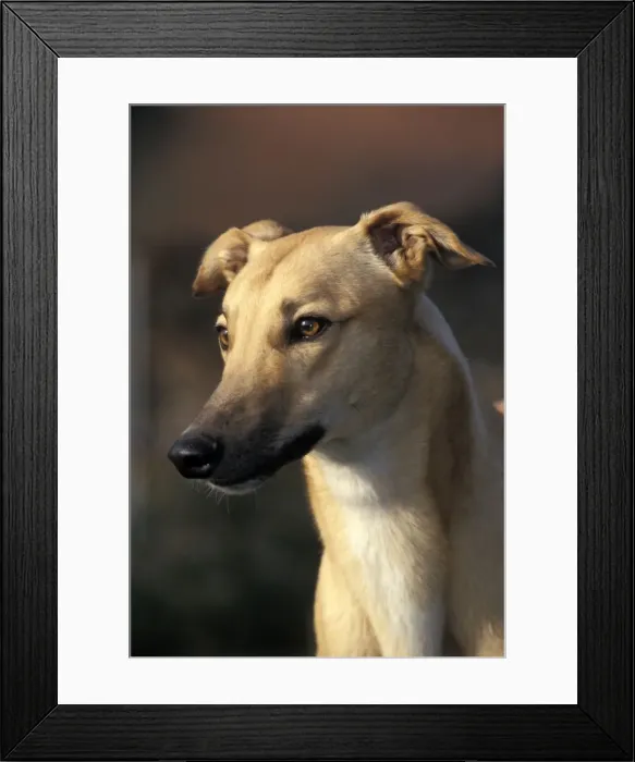 Framed Print : Picture No. 10859234 Framed Print : Picture No. 10859234